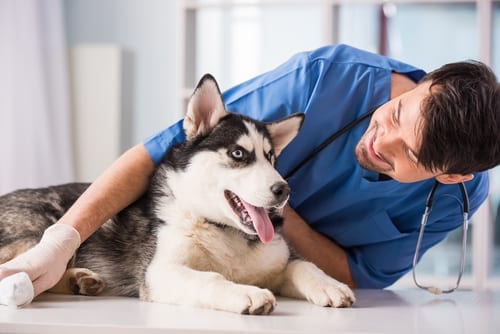 Endoscopy For Dogs United Endoscopy